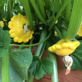 Scallop Yellow Bush Squash, Summer (Cucurbita pepo)