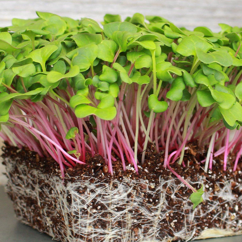 Triton Purple Stem Radish, Sprouting (Raphanus sativus)