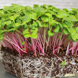 Triton Purple Stem Radish, Sprouting (Raphanus sativus)