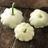Scallop Early White Bush Squash, Summer (Cucurbita pepo)