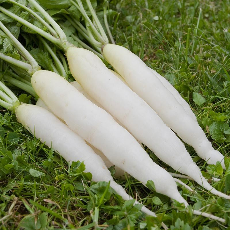 White Icicle Radish (Raphanus sativus)