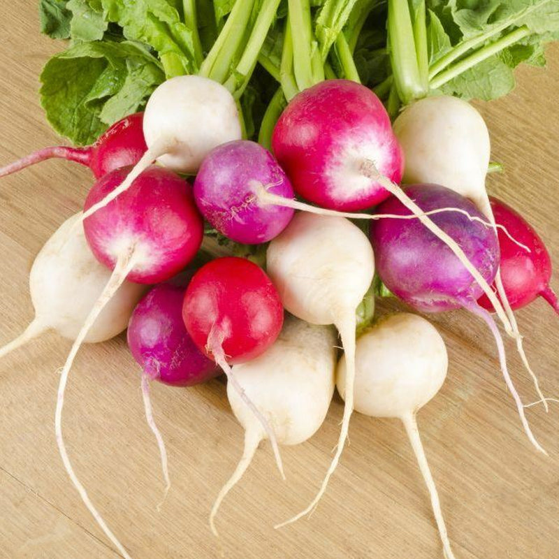 Easter Egg Radish (Raphanus sativus)