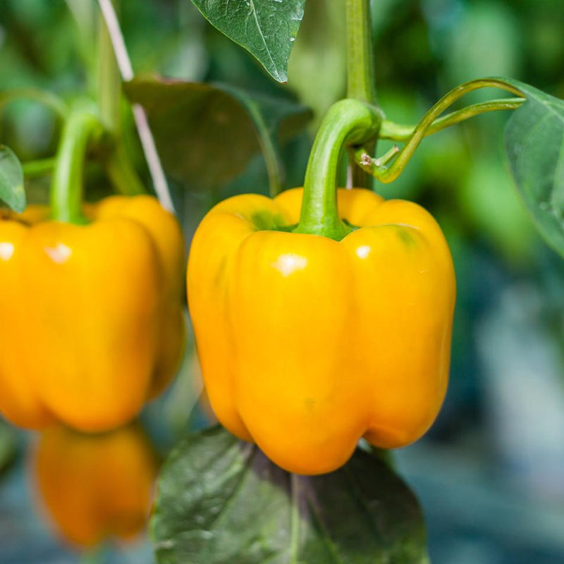 Golden Cal Wonder Pepper, SWEET (Capsicum annuum)