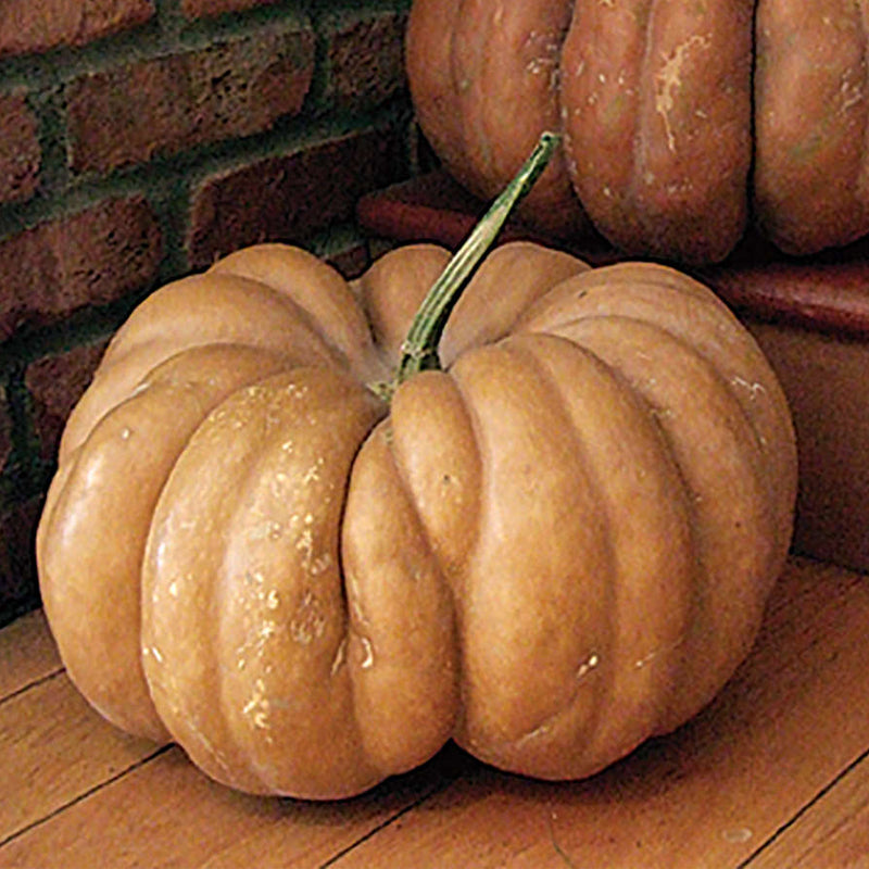 Fairytale (Musque de Provence) Pumpkin (Cucurbita maxima)
