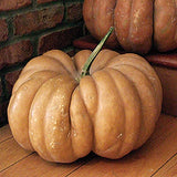 Fairytale (Musque de Provence) Pumpkin (Cucurbita maxima)