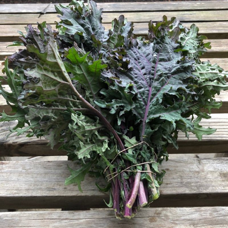 Red Russian Kale (Brassica oleracea)
