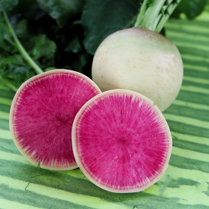 Watermelon Radish (Raphanus sativus)