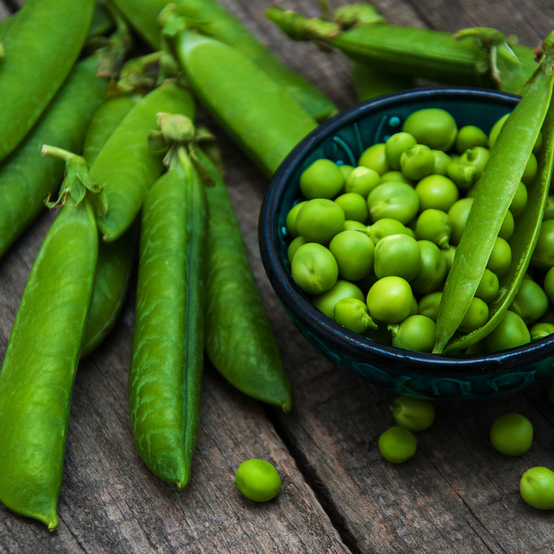 Lincoln Shelling Garden Pea (Pisum sativum)
