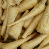 All American Parsnip (Pastinaca sativa)