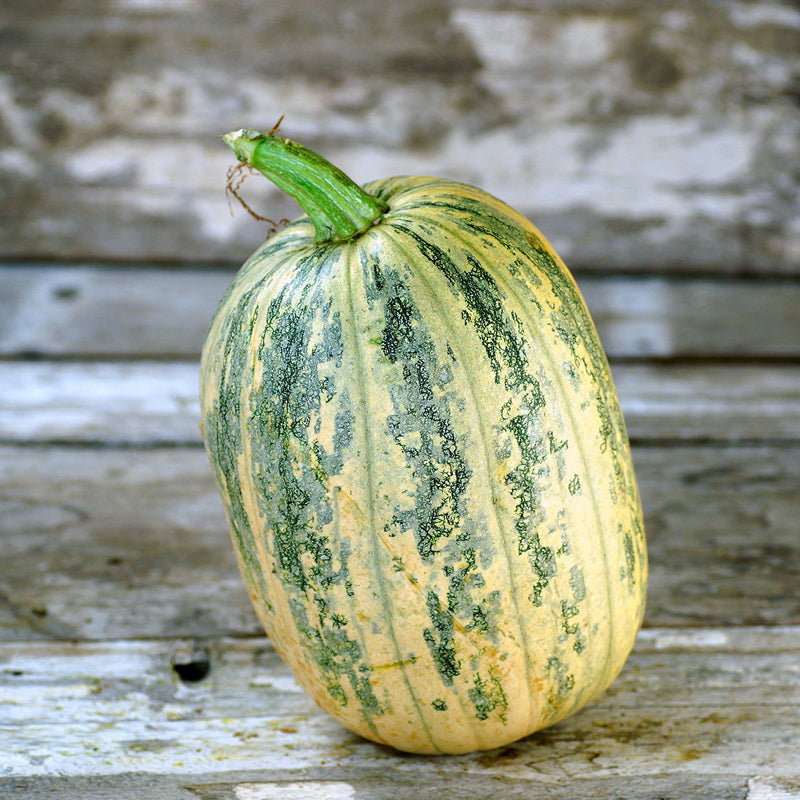 Tours (Citrouille de Touraine) Pumpkin (Cucurbita maxima)