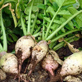 Seven Top Turnip (Brassica rapa)
