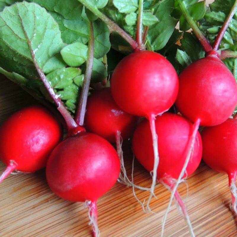 German Giant Radish (Raphanus sativus)