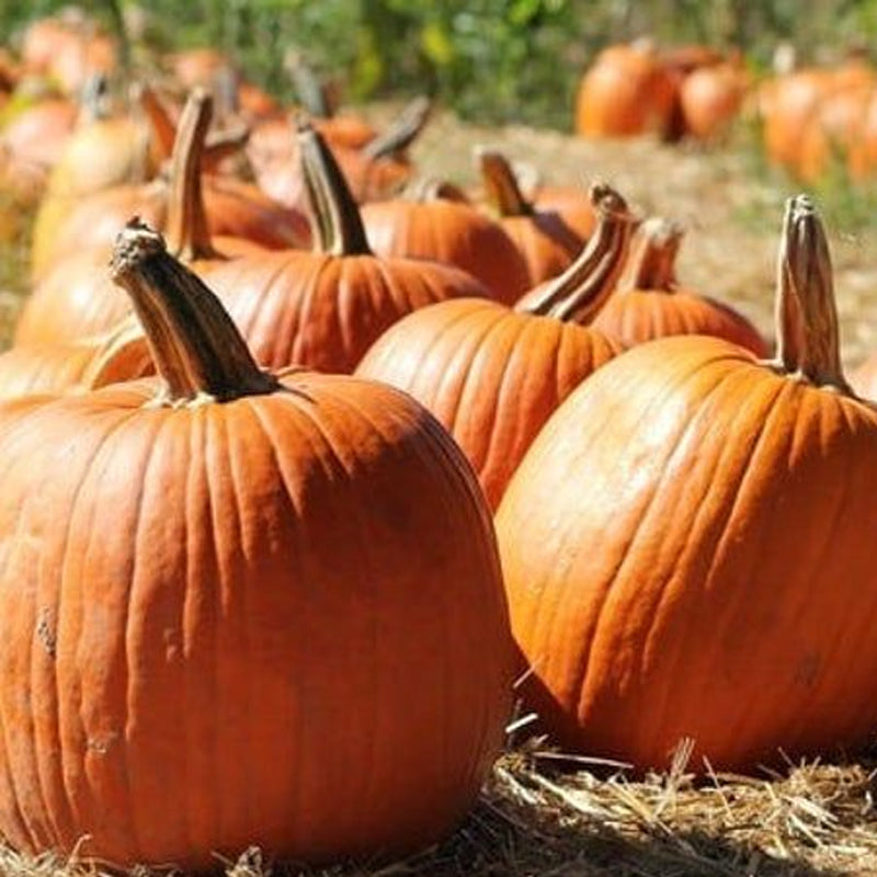 Connecticut Field Pumpkin (Cucurbita maxima)