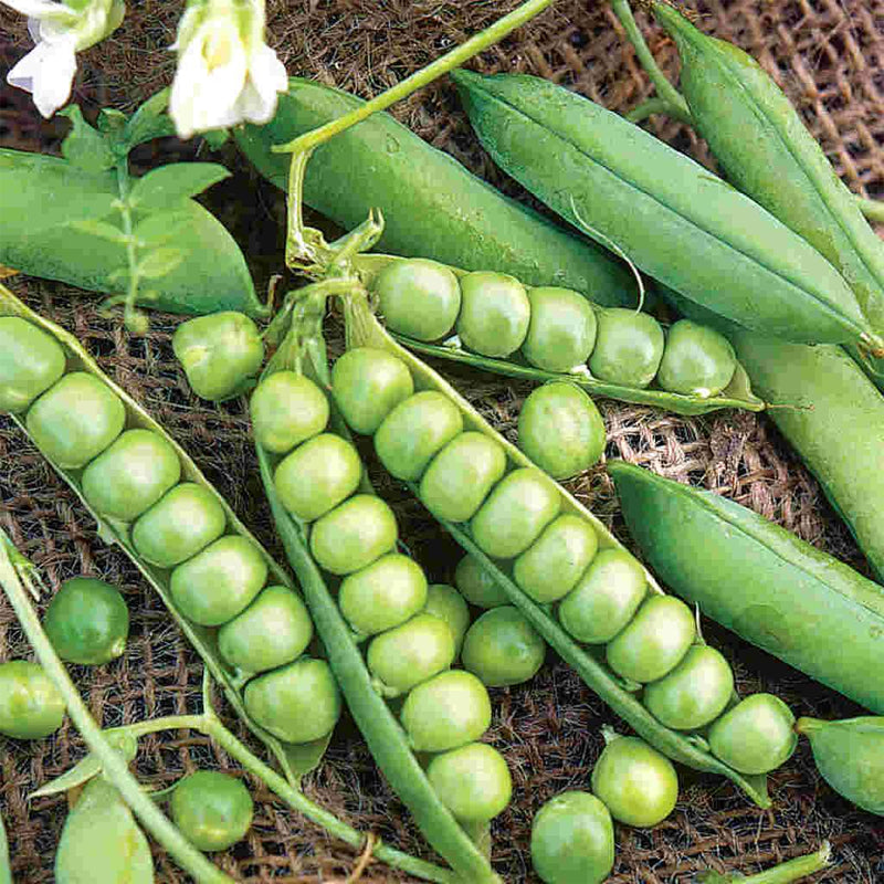Little Marvel Garden Pea (Pisum sativum)