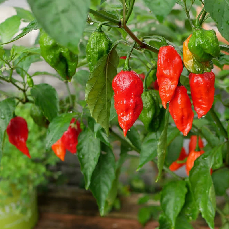 Ghost Pepper / Bhut Jolokia Pepper, HOT (Capsicum annuum)