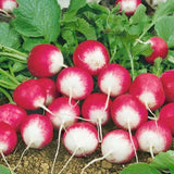 Sparkler White Tip Radish (Raphanus sativus)