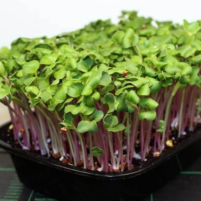 Triton Purple Stem Radish, Sprouting (Raphanus sativus)