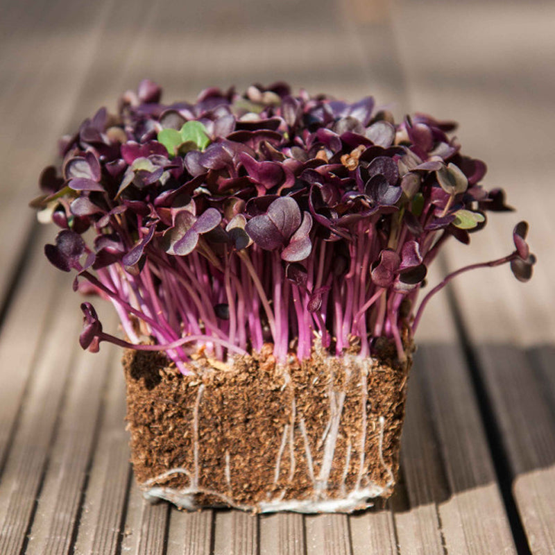 Rambo Radish, Sprouting (Raphanus sativus)