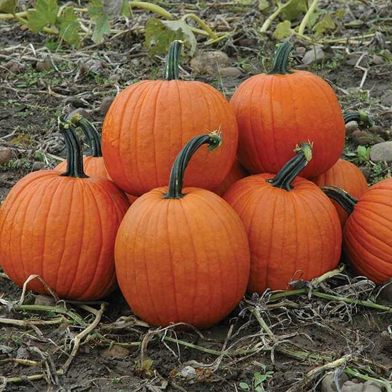 Howden's Field Pumpkin (Cucurbita maxima)