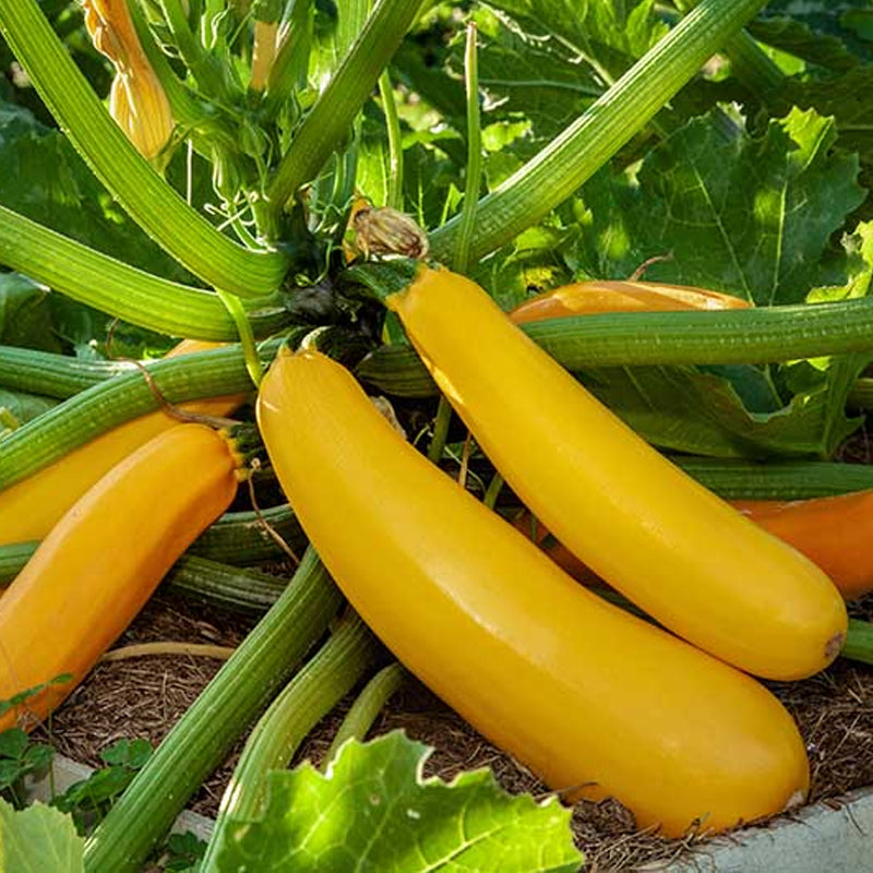 Golden Zucchini Squash, Summer (Cucurbita pepo)
