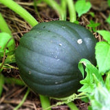 Table King Acorn (Bush) Squash, Winter (Cucurbita pepo)