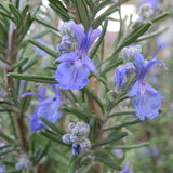 Rosemary (Rosmarinus officinalis)