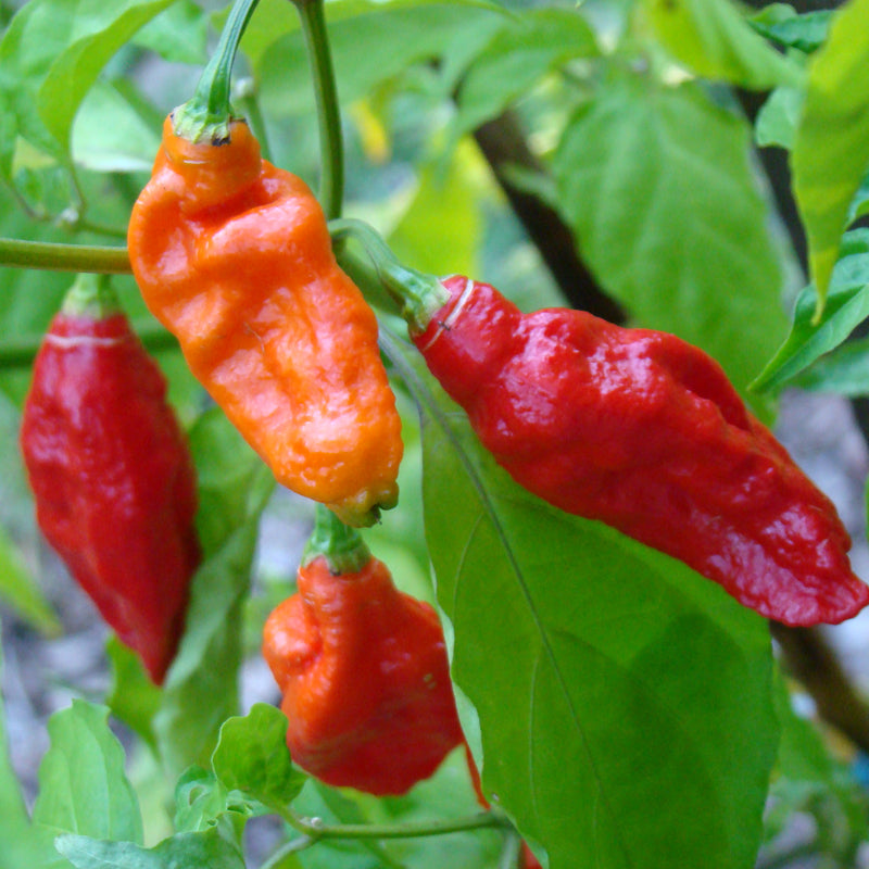 Ghost Pepper / Bhut Jolokia Pepper, HOT (Capsicum annuum)