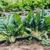 Barese Swiss Chard (Beta vulgaris cicla)