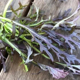 Mizuna Red Streak, Japanese Mustard (Brassica juncea)