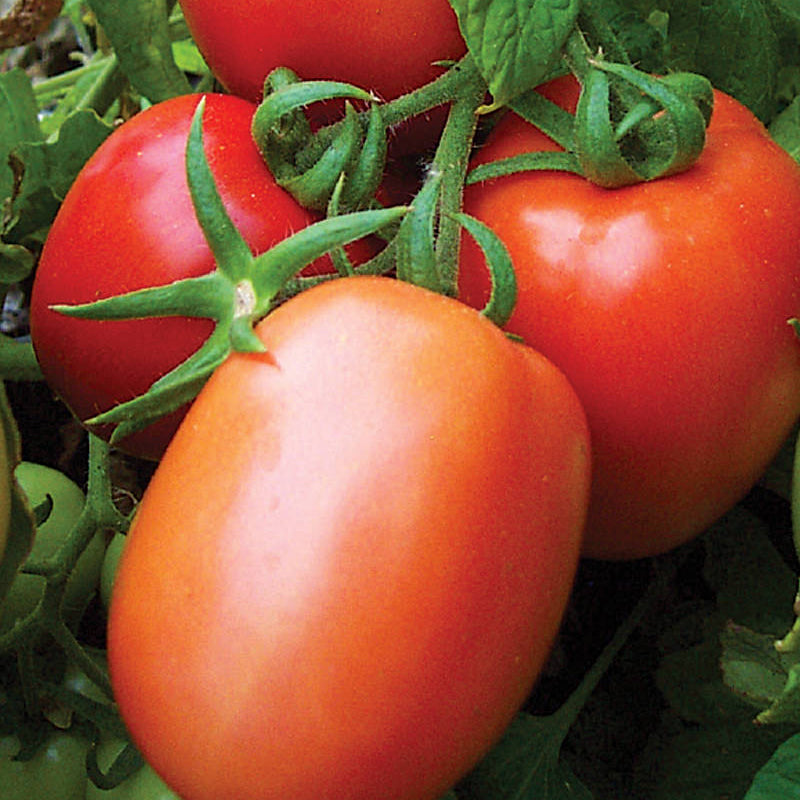 Red Head F1 Hybrid Tomato, Roma (Paste) Tomato (Lycopersicon esculentum)
