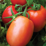 Red Head F1 Hybrid Tomato, Roma (Paste) Tomato (Lycopersicon esculentum)