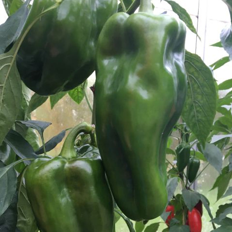 Nocera Rosso sel. Giapponese Italian Pepper, SWEET (Capsicum annuum)