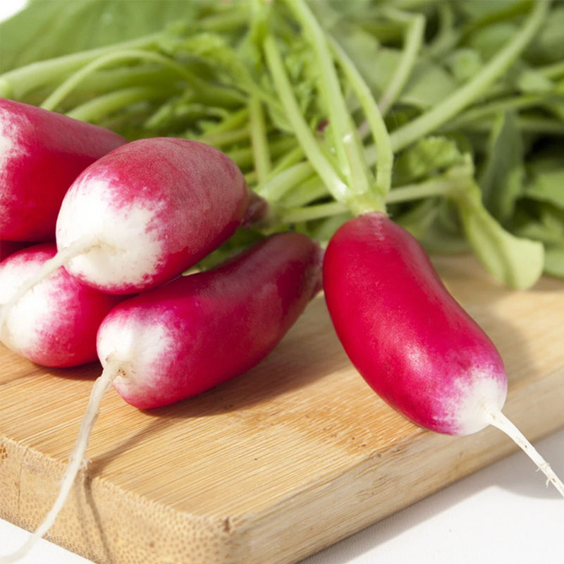 French Breakfast Radish (Raphanus sativus)