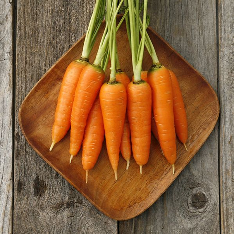Danvers 126 Carrot (Organic) (Daucus carota)