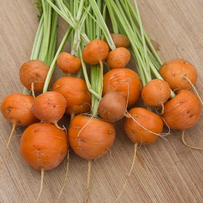 Parisian Carrot (Daucus carota)