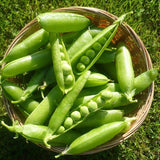 Lincoln Shelling Garden Pea (Pisum sativum)