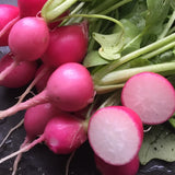 Pink Beauty Radish (Raphanus sativus)