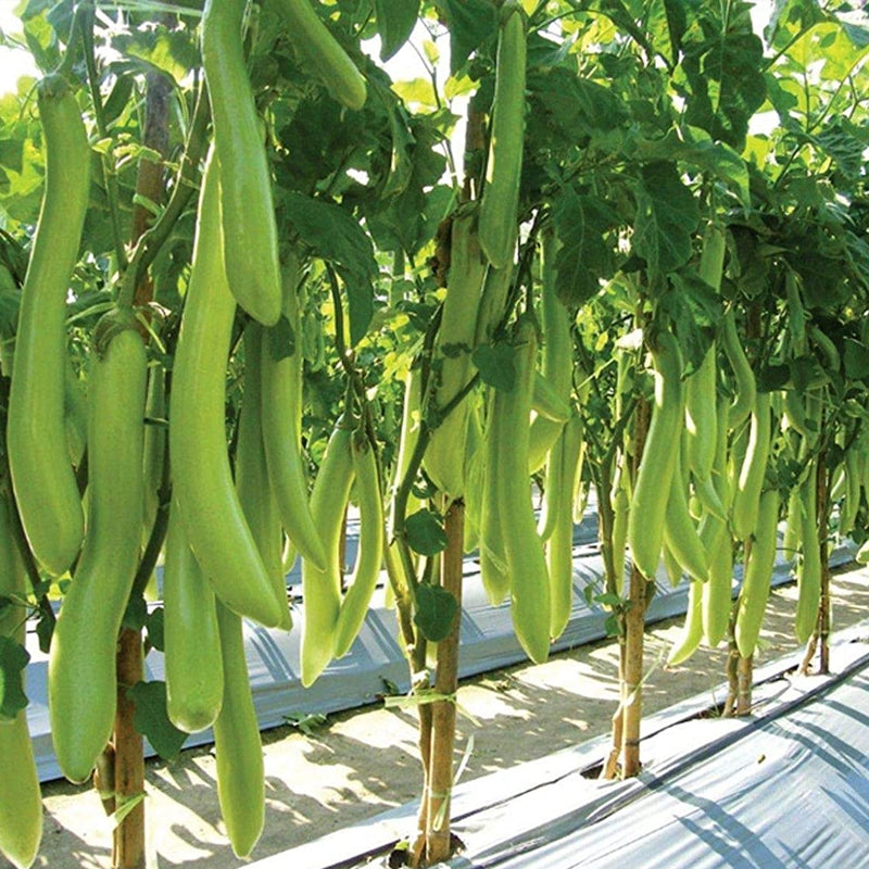 Louisiana Long Green Eggplant (Solanum melongena)