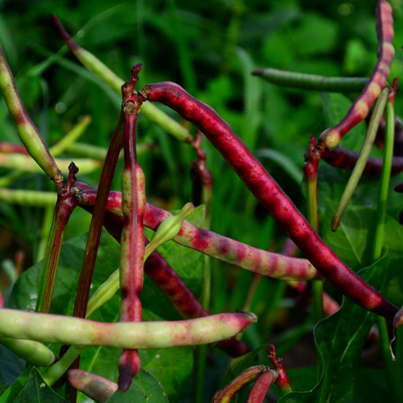 Top Pick Brown Crowder,  Cowpea (Vigna unguiculata)