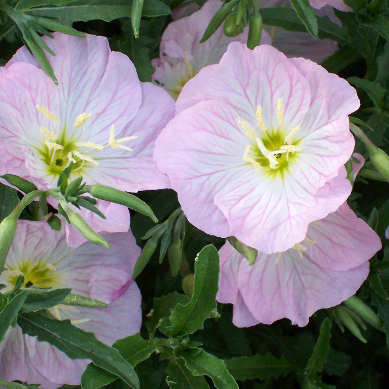 OENOTHERA speciosa (Showy Evening Primrose)