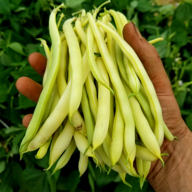 Cherokee Wax, Yellow Bush Bean (Phaseolus vulgaris)