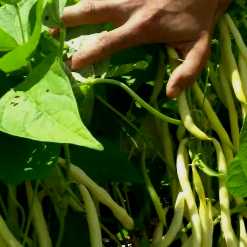 Cherokee Wax, Yellow Bush Bean (Phaseolus vulgaris)