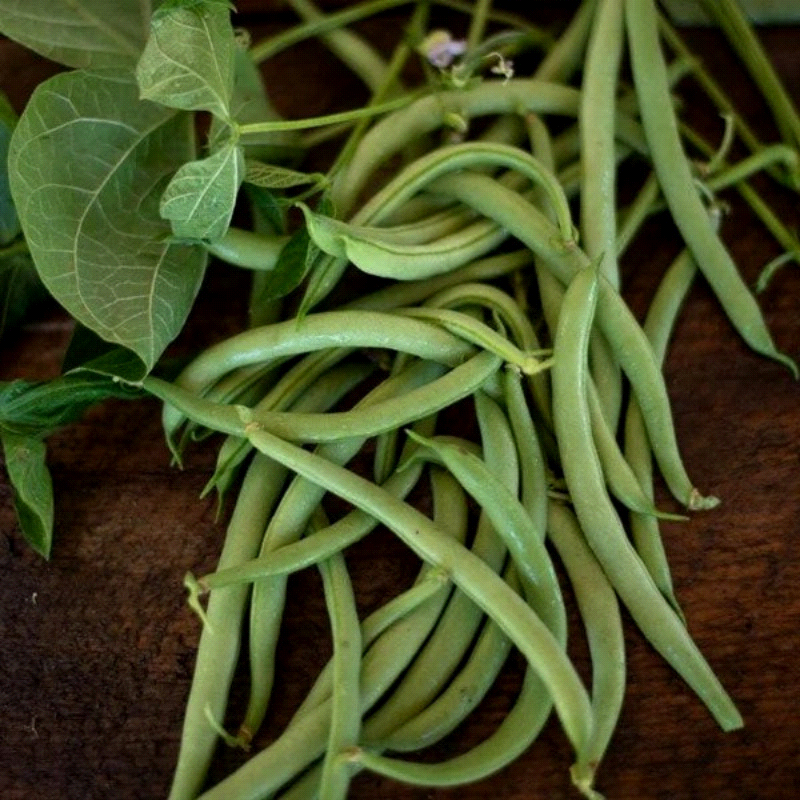 Black Valentine Green, Bush Bean (Phaseolus vulgaris)