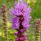 LIATRIS spicata (Gayfeather)