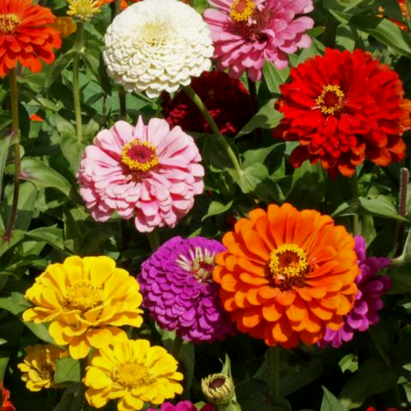ZINNIA elegans 'California Giants Mix' (Zinnia, Mixed - California Giants Mix)