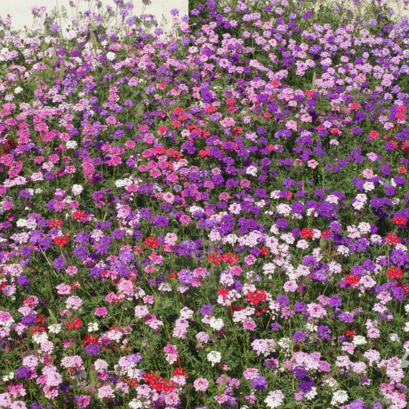 VERBENA tenuisecta (Moss Verbena, Mixed Colors)