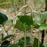 Top Pick Cream Pea,  Cowpea	(Vigna unguiculata)