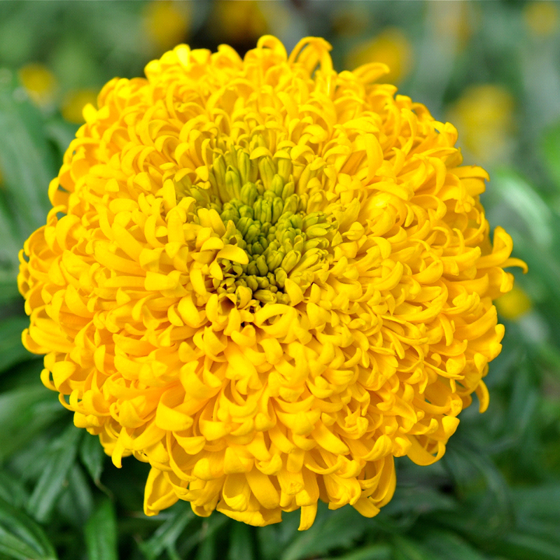 TAGETES erecta 'Crackerjack' (African Marigold - Crackerjack)