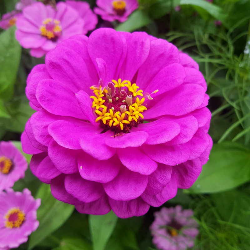 ZINNIA elegans (Zinnia, Lavender)