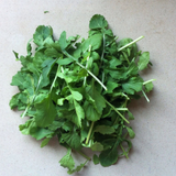 Roquette Arugula (Eruca vesicaria)